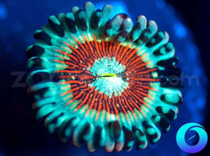 Seduction PE