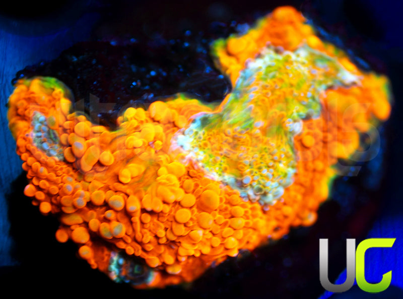 UC Pumpkin Splatter Acan Echinata