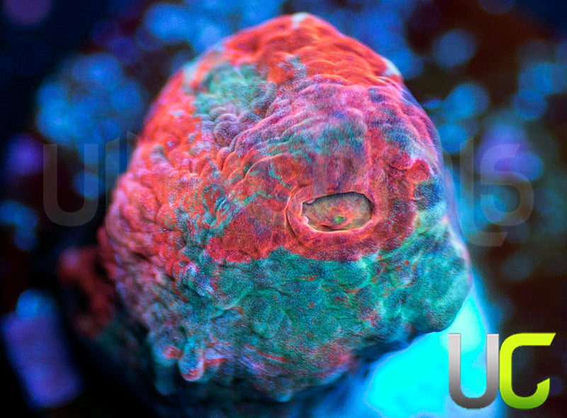 UC Dungeon Boss Chalice