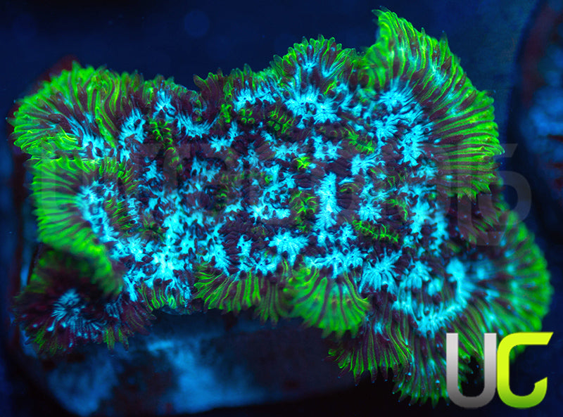 UC Electro Lepto