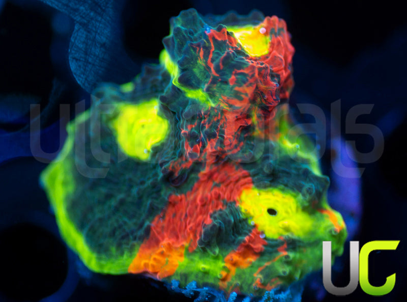 UC Gummy Worm Chalice