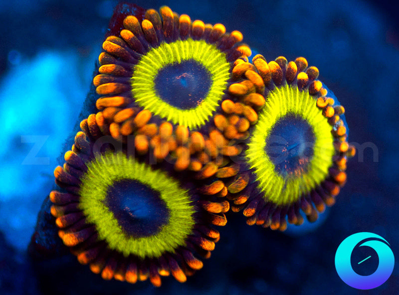 Fruit Loops