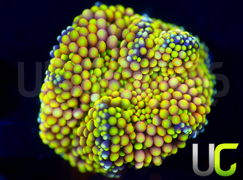 UC Pink Yellow Metallic Florida Ricordea