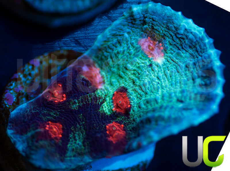 JF Hellspawn Chalice