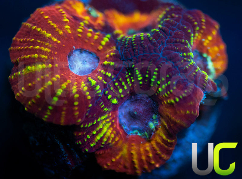 UC Double Rainbow Favia