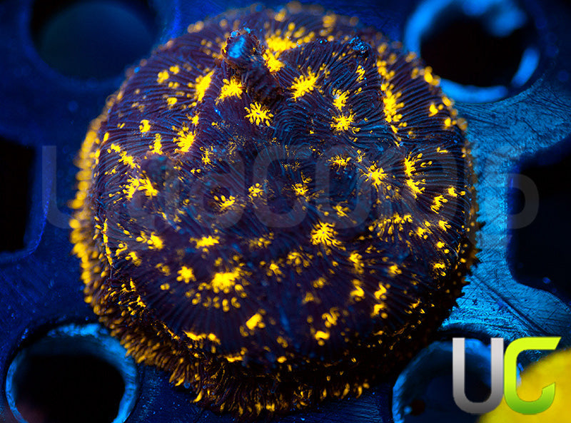 UC Blinding Lights Lepto