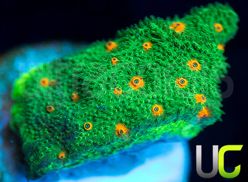 CC Smashing Pumpkins Psammocora