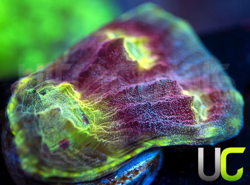 UC Final Fantasy Chalice