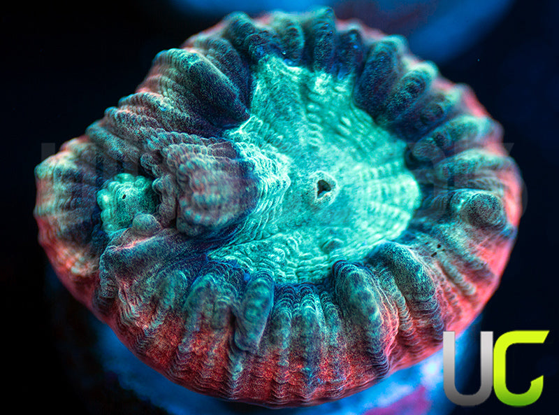 Ultimate Rim Goniastrea