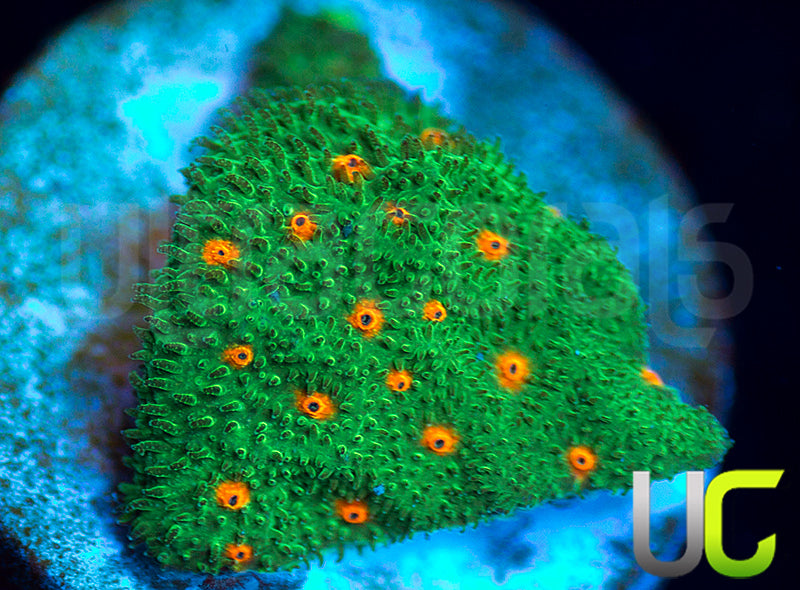 CC Smashing Pumpkins Psammocora