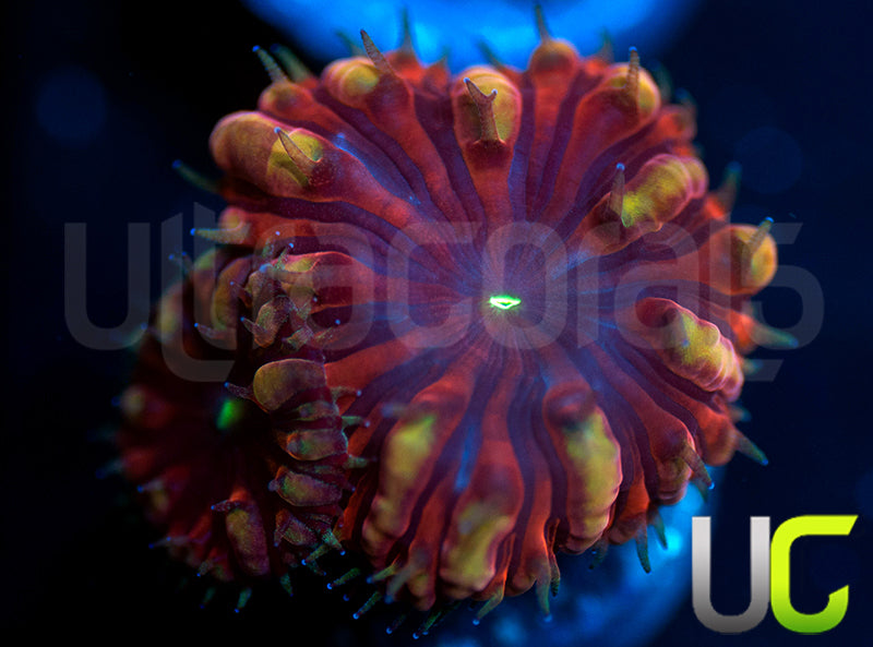 UC Sugar Mama Blastos