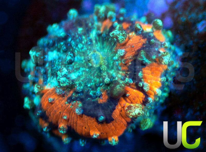UC Crazy Carl Carlgreni Mushroom