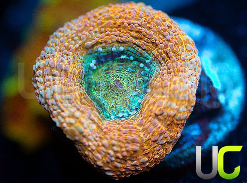 POTO Orange Crush Bower