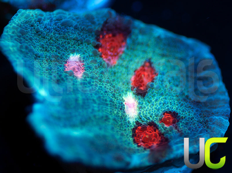 JF Hellspawn Chalice