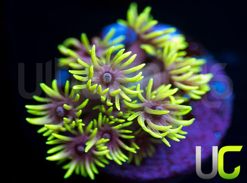 UC Snuffleupagus Goni