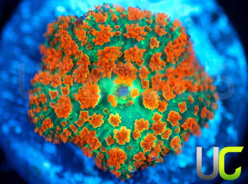 UC Flaming Jade Mushroom