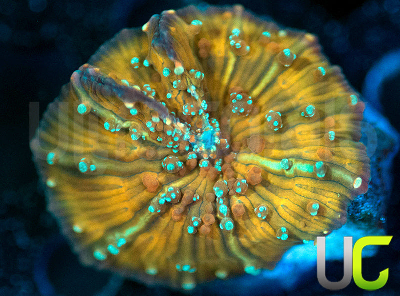 GA Corduroy Jeans Mushroom