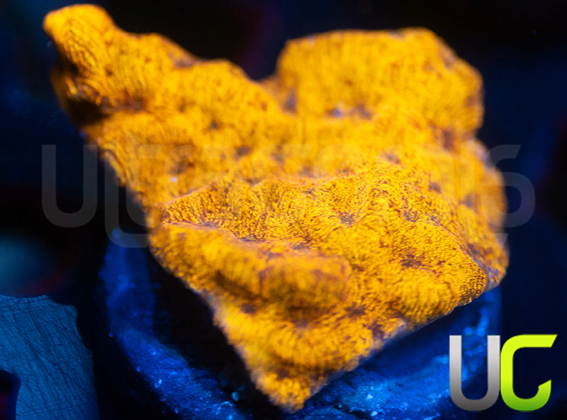 UC Golden Dragon Lepto