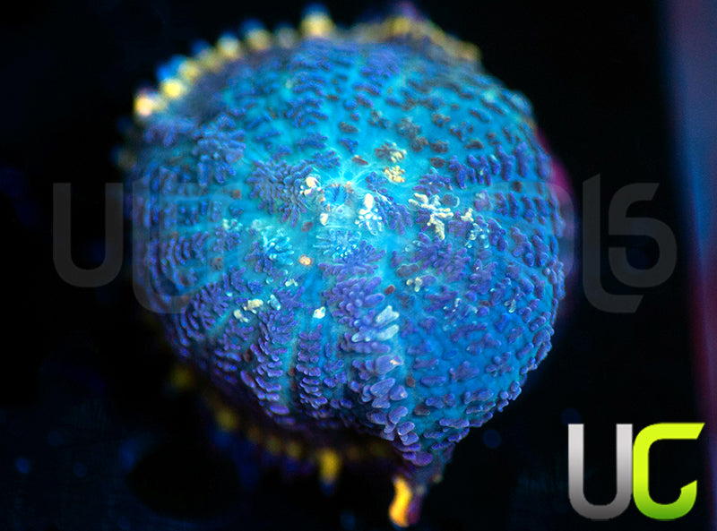 UC Doomsday Bounce Mushroom