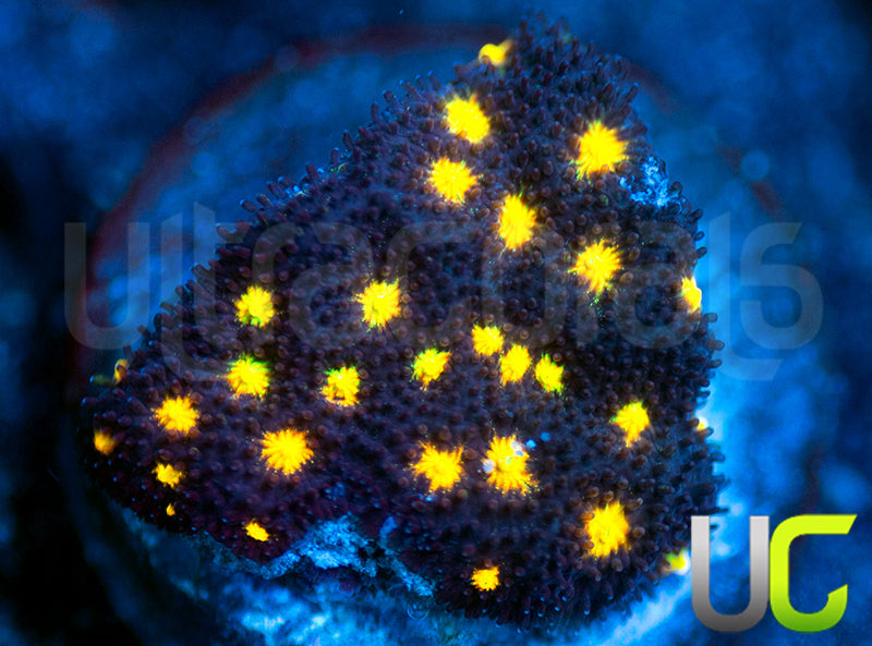 UC Half Blood Psammocora