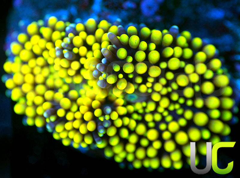 UC True Yellow Florida Ricordea