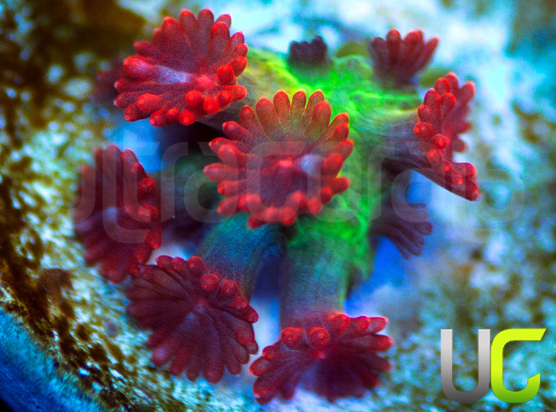 UC Fantasy Quest Madracis