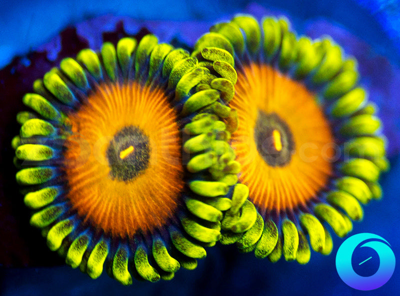 Dandelion Fire