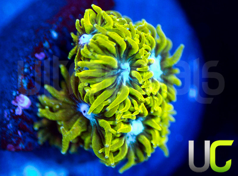 UC Blue Eyed Girl Leptastrea