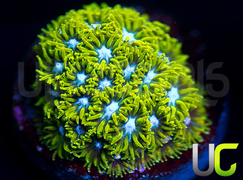 UC Blue Eyed Girl Leptastrea