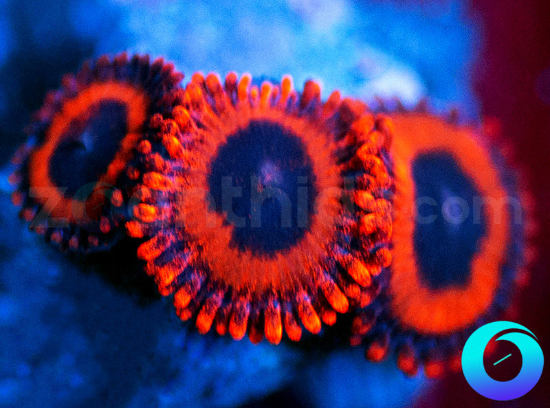 OG Kedds Reds