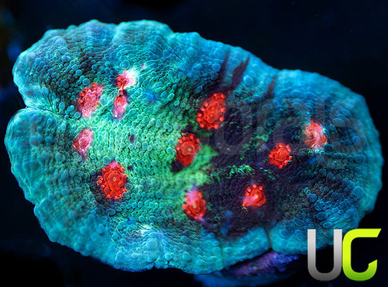 UC Hellspawn Chalice