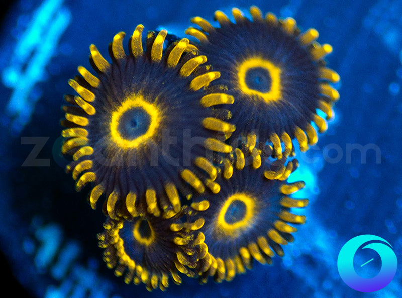 Purple Hornets