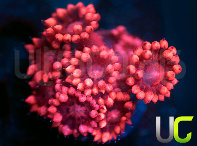 UC Pink Thunderbolt Goni