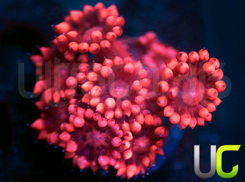 UC Pink Thunderbolt Goni