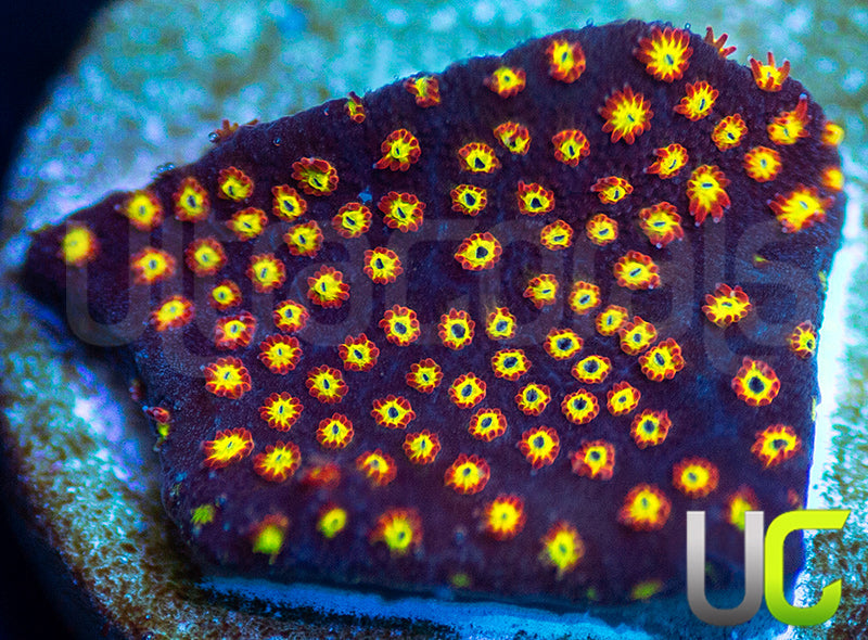 UC Flamethrower Stylo