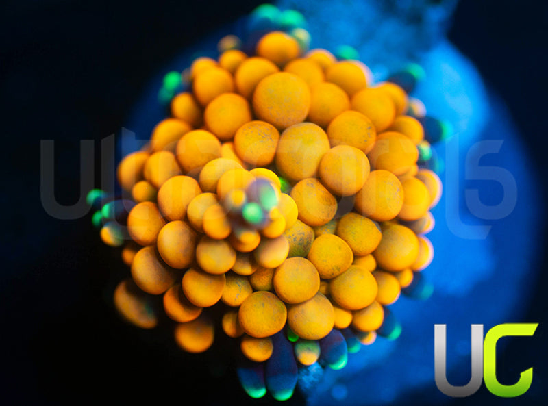 UC Orange Bubble Bouncing Florida Ricordea