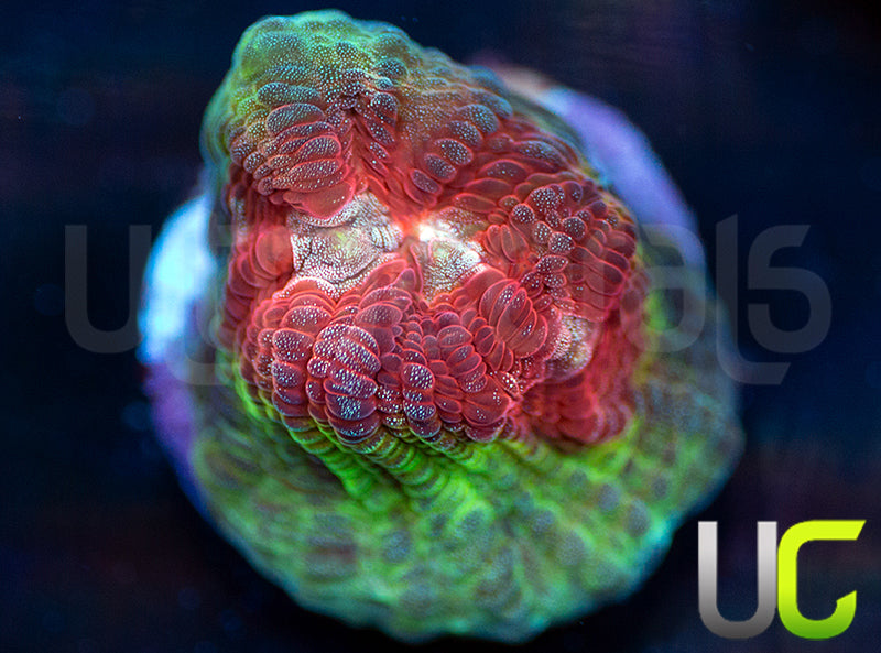 UC Strawberry Martini Mycedium Chalice