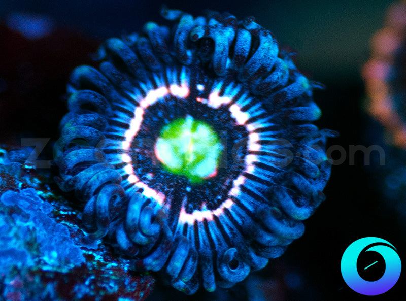 CC Pink Constellation