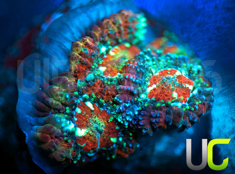 UC Dusted Melon Micro Amakusensis
