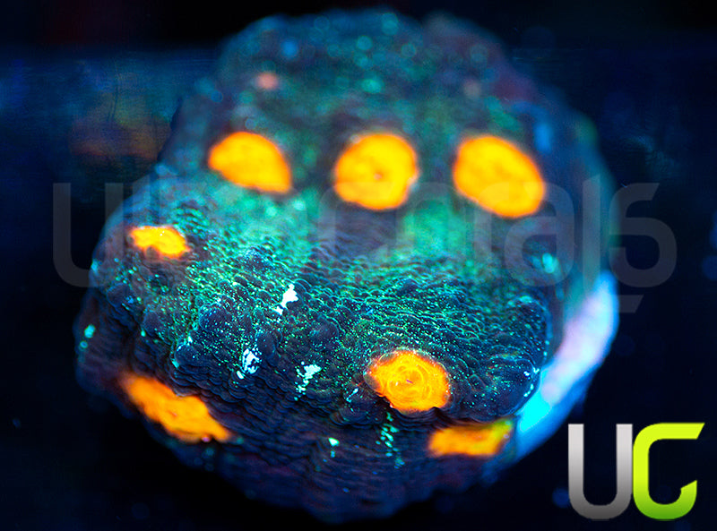 UC Tazmanian Chalice