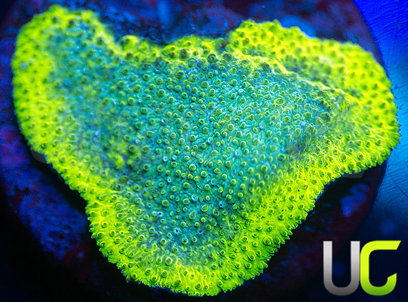 UC Blue Haze Psammocora