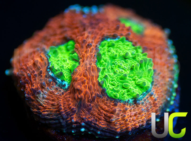 Agent Orange Acan Echinata