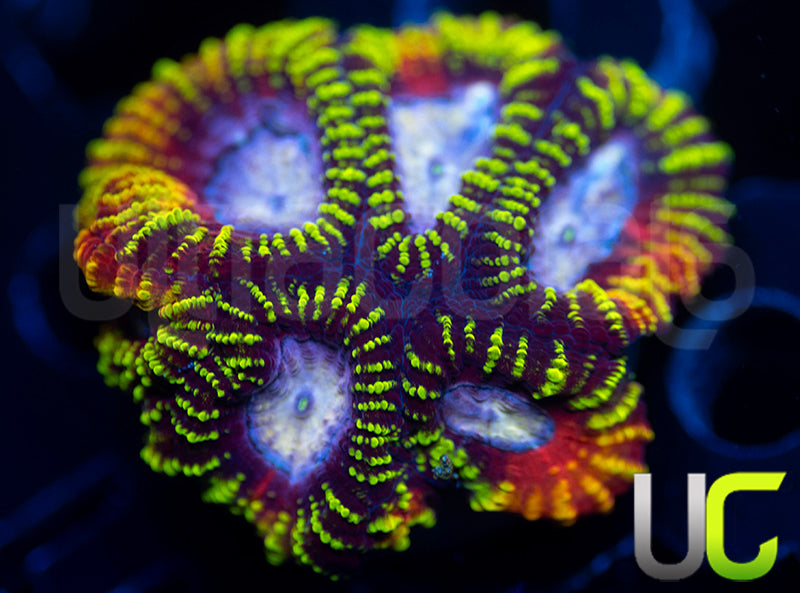 UC Double Rainbow Favia