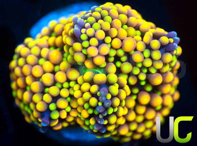 UC Metallic Pink and Yellow Florida Ricordea