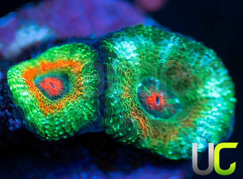 UC Bridesmaids Micro Amakusensis