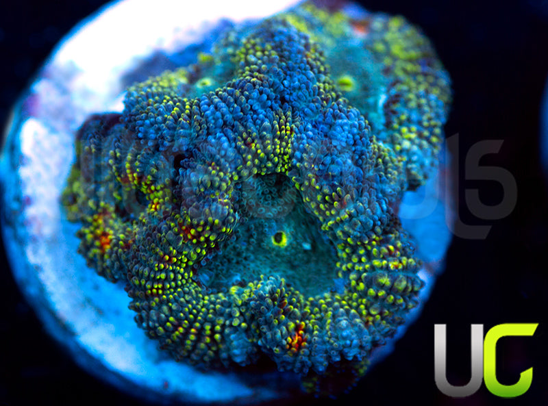 UC Changling Micro Amakusensis