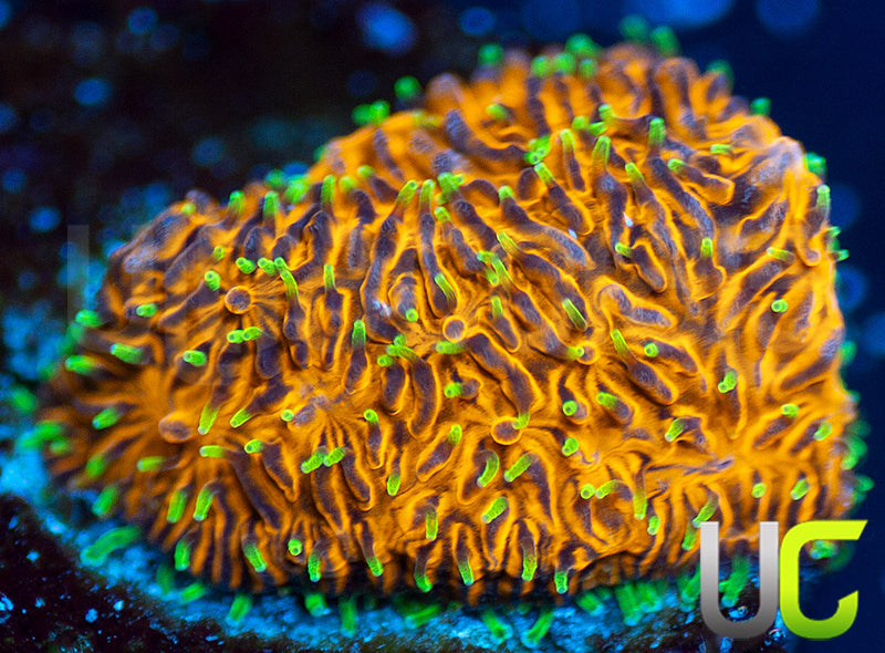 UC Fuzzy Navel Litho