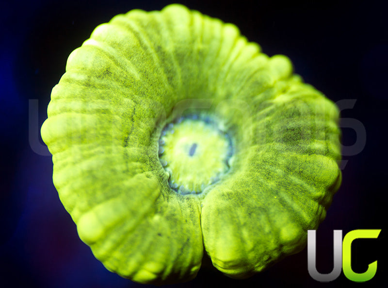 Kryptonite Candy Cane