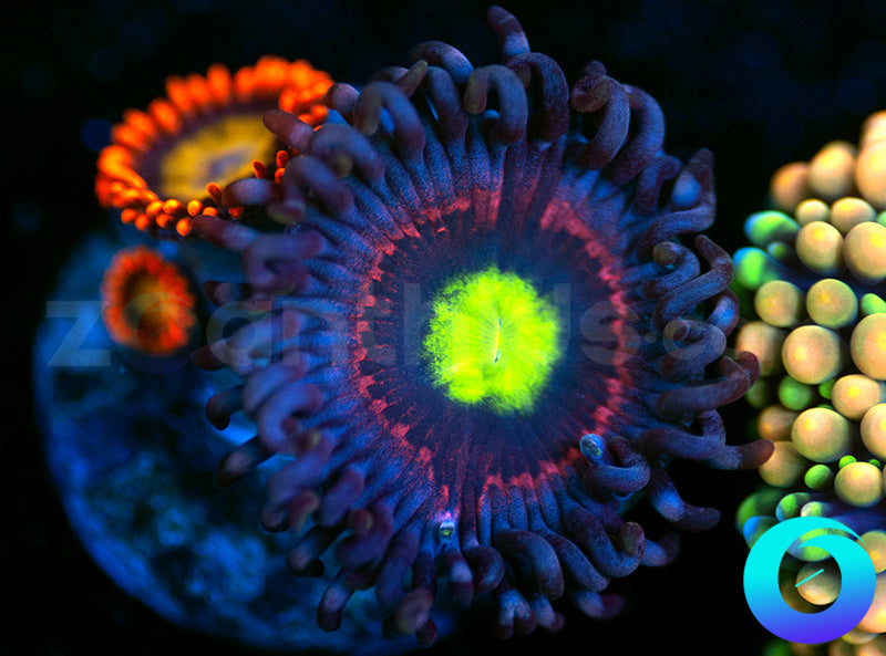 Bubblicious Mandarin Orange Combo