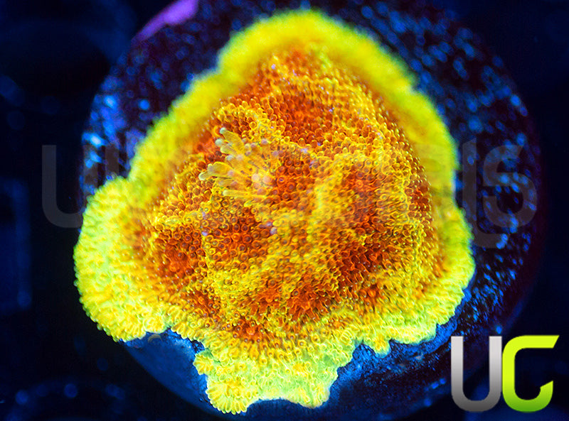 UC Wicked Ridge Psammocora